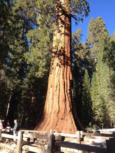 Forêt nationale des Sequoias, Californie