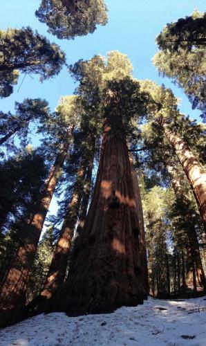 Forêt nationale des Sequoias, Californie
